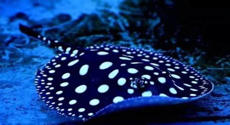 魟魚(魟魚最佳吃法)縮略圖