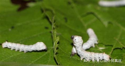 桑蠶絲下水就知真假(蠶絲衣服用什么洗滌最好)縮略圖