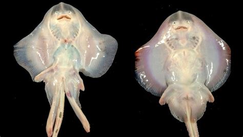 魟魚和鰩魚的區別(鰩魚)縮略圖