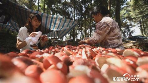 紅菇采摘,紅菇采摘季節是什么時候縮略圖