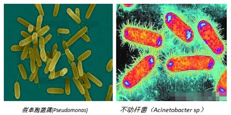 硝化細(xì)菌多久放一次,硝化細(xì)菌多久放一次最好縮略圖