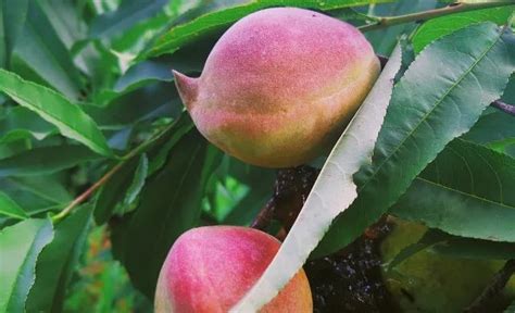 鷹嘴桃哪里的最正宗(廣東鷹嘴桃哪里的最正宗)縮略圖