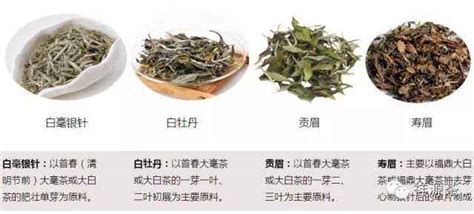 福鼎白茶分類等級(福鼎白茶分類等級價格)縮略圖