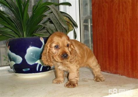 可卡犬英卡犬圖片,可卡犬英卡犬縮略圖