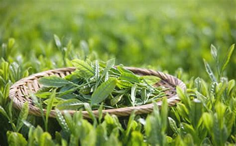 水仙茶,水仙茶屬于什么茶縮略圖