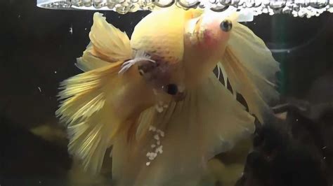 紅寶石魚產卵孵化全過程(紅寶石魚產卵孵化全過程視頻)縮略圖