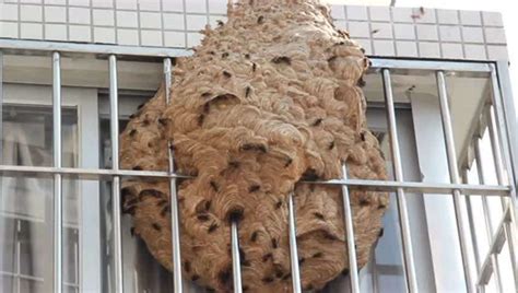 螞蟻窩在家里墻體里怎么處理(滅螞蟻的最簡單方法家里有螞蟻)縮略圖