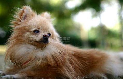 狐貍犬是狐貍與犬配的么,狐貍犬是和狐貍配的么縮略圖