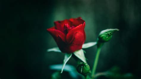 玫瑰花圖片,玫瑰花圖片真實(shí)大圖縮略圖
