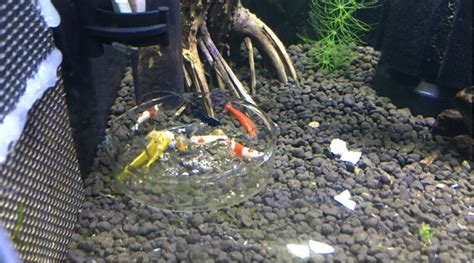 豐年蝦怎么喂魚(冷凍豐年蝦怎么喂魚)縮略圖