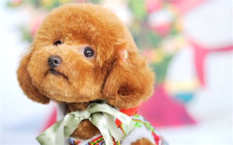泰迪犬圖片(泰迪犬圖片大全大圖)縮略圖