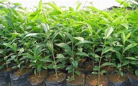 奇楠沉香樹(shù)苗多少一棵,海南奇楠沉香樹(shù)苗多少一棵縮略圖
