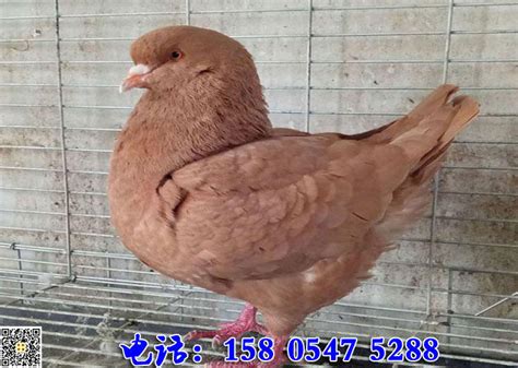 元寶鴿,元寶鴿子多少錢一對縮略圖