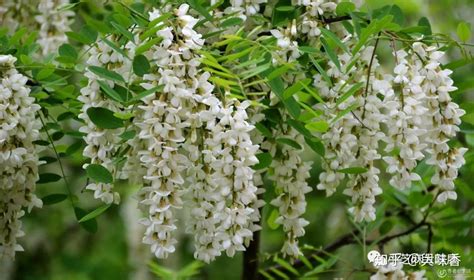 槐花蜜價格多少一斤(槐花蜜價格多少錢一斤)縮略圖
