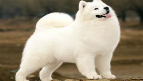 薩摩耶犬智商排名第幾,薩摩耶犬智商排名第幾位縮略圖