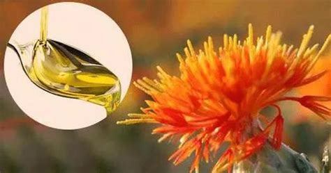 紅花籽油有什么好處,紅花籽油有什么好處和作用縮略圖