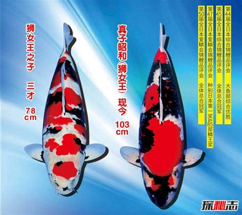 錦鯉魚多少錢一條(30公分錦鯉魚多少錢一條)縮略圖