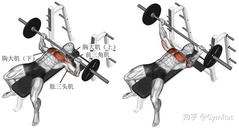 杠鈴經(jīng)典8個(gè)動(dòng)作,杠鈴經(jīng)典8個(gè)動(dòng)作圖解縮略圖