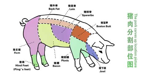 松板肉是豬哪個部位圖解(松板豬肉是什么肉)縮略圖