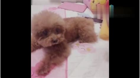 泰迪犬被主人打得哇哇叫(泰迪犬被主人打得哇哇叫怎么辦)縮略圖