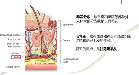 脫毛儀的激光對身體有害嗎(家用脫毛儀的激光對身體有害嗎)縮略圖