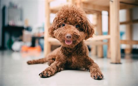 泰迪犬,泰迪犬多少錢(qián)一只縮略圖