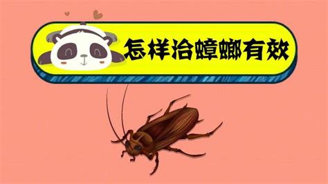洗衣粉殺蟑螂配方(洗衣粉殺蟑螂配方大全)縮略圖