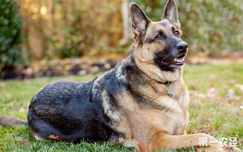 德牧犬名字大全霸氣,德牧犬名字大全霸氣大狗縮略圖