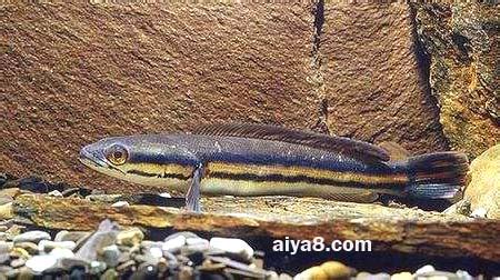 鉛筆魚(yú),鉛筆魚(yú)怎么養(yǎng)縮略圖