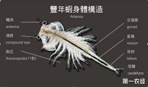 豐年蝦,豐年蝦孵化教程縮略圖