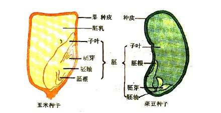 玉米種子結構(玉米種子結構圖)縮略圖