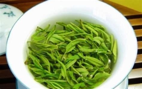 毛尖的功效與作用,毛尖的功效與作用及副作用縮略圖