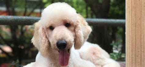 巨貴(巨貴犬)縮略圖