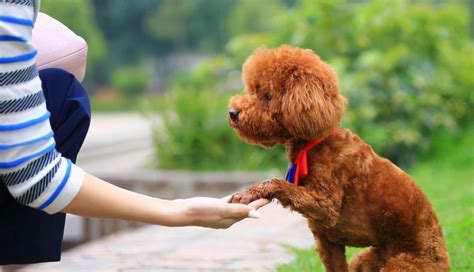 泰迪犬什么顏色最貴(泰迪犬什么顏色最貴最好看)縮略圖
