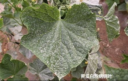 黃瓜籽粉的危害,十種人不宜吃黃瓜籽縮略圖