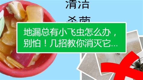 衛(wèi)生間小飛蟲怎么去除(衛(wèi)生間總有小飛蟲怎么去除)縮略圖