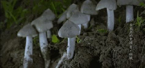 雞樅菌一般長在哪里(雞樅菌一般長在什么地方)縮略圖
