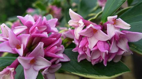 千里香花怎么養(yǎng)(千里香花怎么養(yǎng)殖)縮略圖