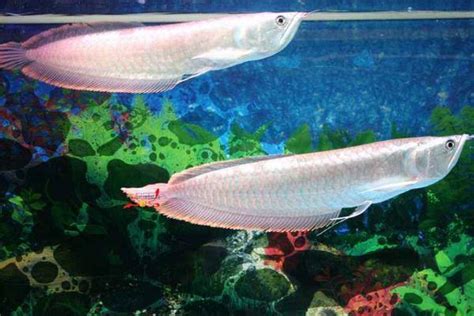 恐龍魚吃什么飼料(恐龍魚吃什么飼料比較好)縮略圖