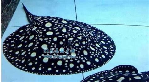 魟魚讀音(蝠鲼 鰩魚 魟魚的區別)縮略圖