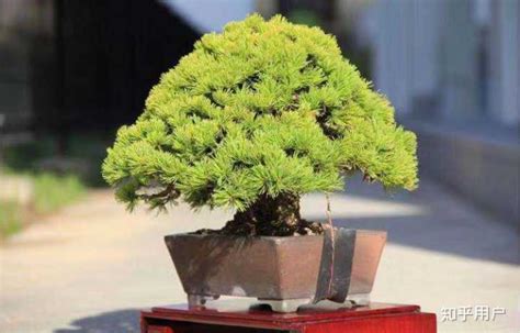 茶桌上擺放的盆景花卉(茶桌上擺放的盆景花卉叫什么)縮略圖