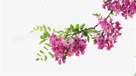 清香的近義詞(清香的近義詞是什么詞語)縮略圖