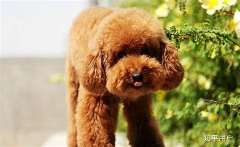 泰迪犬價(jià)格大概多少錢(qián)一只,泰迪犬的價(jià)格多少錢(qián)一只縮略圖
