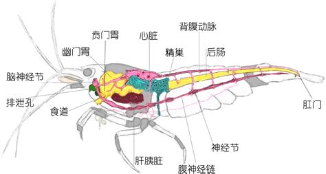 羅氏蝦和基圍蝦區別(羅氏蝦和基圍蝦區別圖片)縮略圖