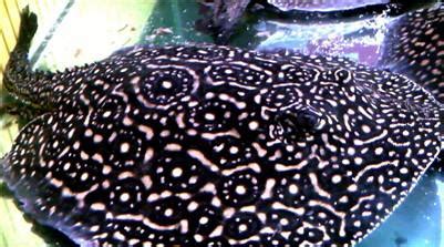 魟魚觀賞魚(魟魚觀賞魚價格)縮略圖