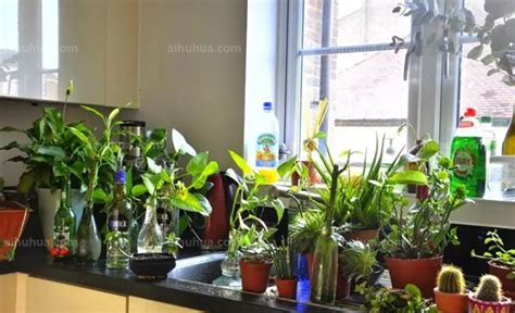盆景花卉種植養護咨詢,盆景花卉種植養護服務流程縮略圖