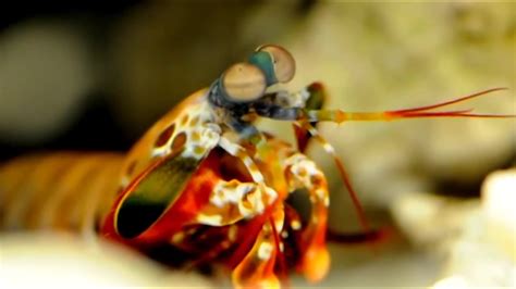 螳螂蝦vs食人魚,螳螂蝦vs食人魚視頻縮略圖