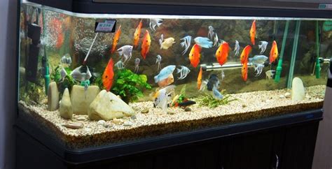 收納箱養(yǎng)魚(yú),收納箱養(yǎng)魚(yú)的正確方法縮略圖