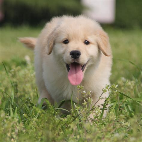 金毛幼犬圖片(金毛幼犬圖片真實)縮略圖