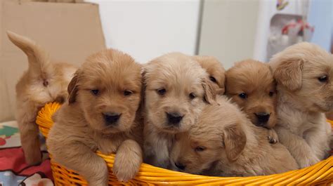 金毛幼犬如何喂養,金毛幼犬如何喂養比較好縮略圖